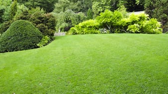 view after lawn maintenance 